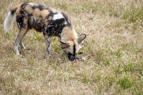 Cape hunting dog eating meat — Stock Photo, Image