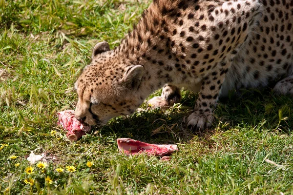 Гепард ест мясо — стоковое фото