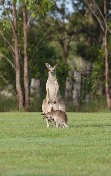 Wschodniej kangury szare — Zdjęcie stockowe