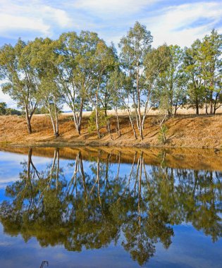 River gum trees reflecting in river clipart