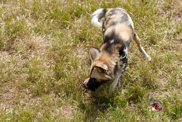 Cabo cão de caça comer carne — Fotografia de Stock