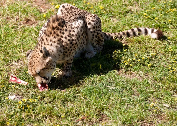 Gepard äta kött — Stockfoto