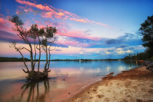 Západ slunce nad mangrovových stromů — Stock fotografie