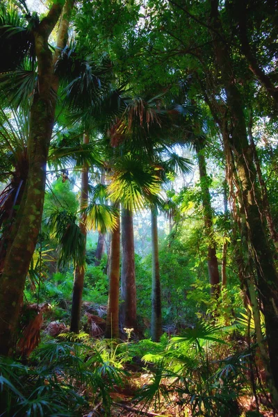 Les arbres dans la forêt tropicale — Photo