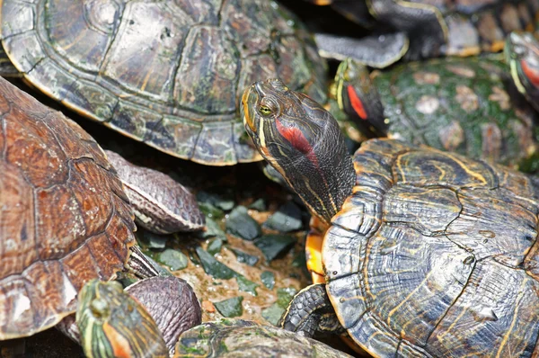 Tortoises crowded together — Stock Photo, Image