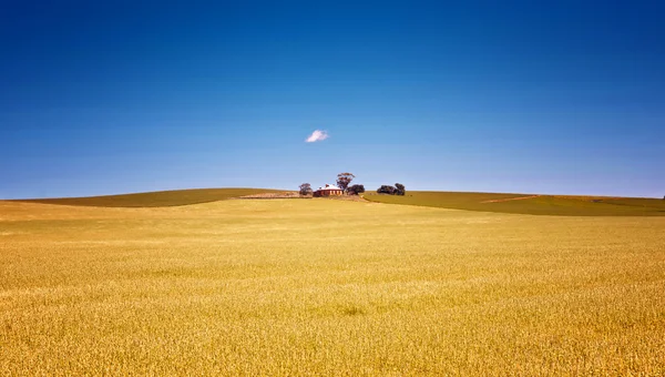 На ферме есть поля пшеницы — стоковое фото