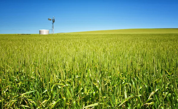 Tarwe gras in platteland — Stockfoto