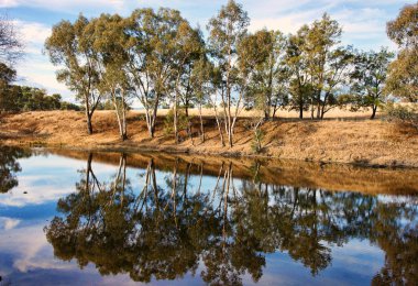 River gum trees reflecting in river clipart