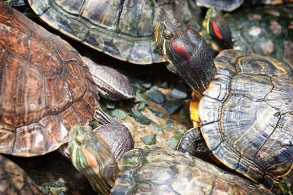 Tortoises crowded together — Stock Photo, Image