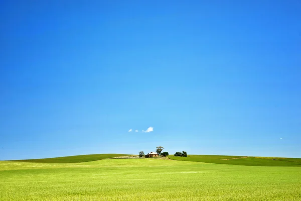 Çiftlik alanları buğday olan — Stok fotoğraf