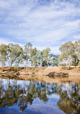 River gum trees reflecting in river clipart