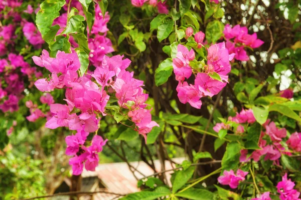 Красивые розовые цветы в саду — стоковое фото
