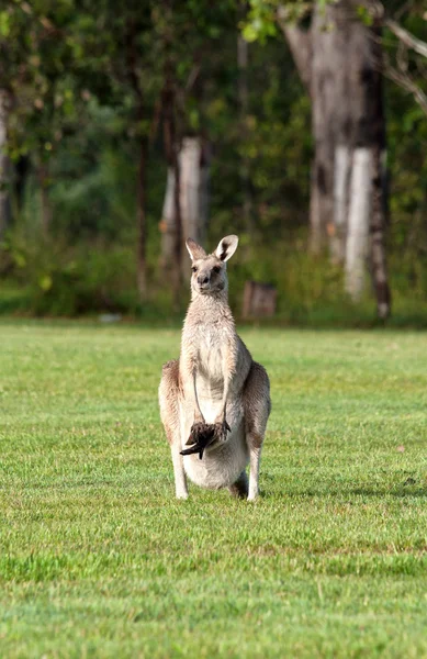 У сірий кенгуру — стокове фото