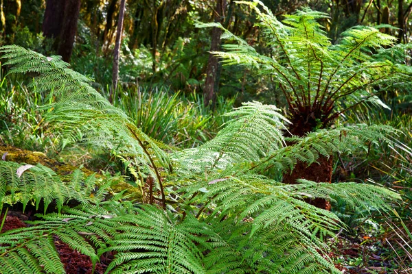 Ferns in the rainforest — Stock Photo, Image