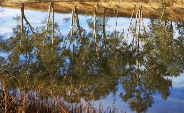 Речные деревья жвачки, отражающиеся в реке — стоковое фото