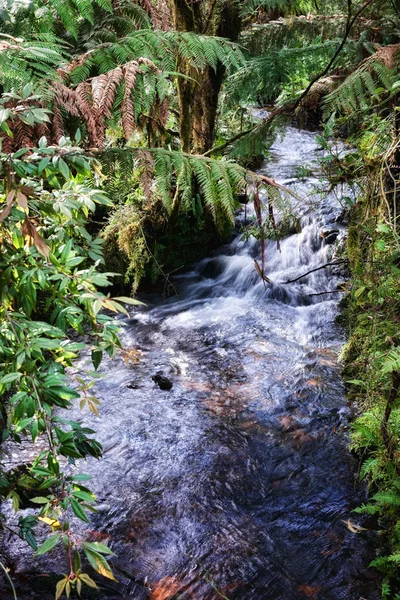 Rain forest stream — Stock Photo, Image