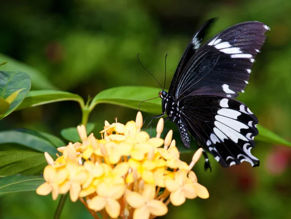 Schöner Schmetterling — Stockfoto