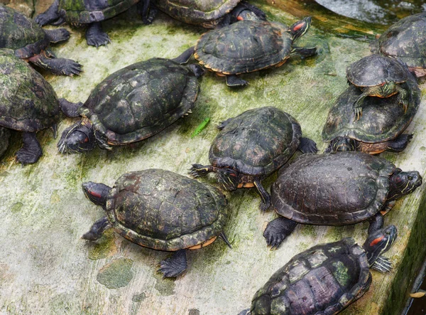 stock image Lots of tortoises