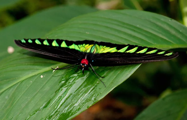 Birdwing vlinder — Stockfoto