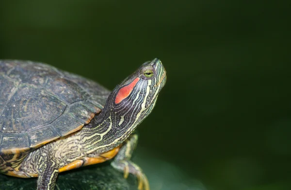 Черепахи на краю воды — стоковое фото