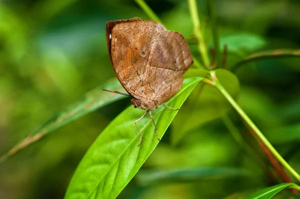 Prachtige vlinder in tuin — Stockfoto