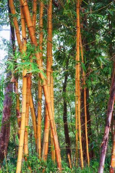 Bamboo background — Stock Photo, Image