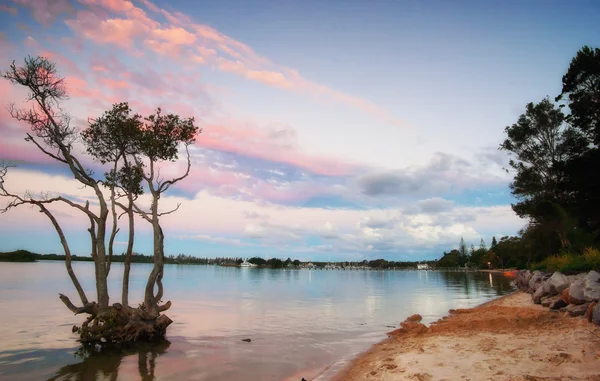 Захід сонця над мангровим деревом — стокове фото