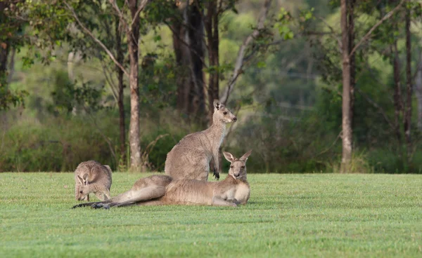 Keleti szürke kenguruk — Stock Fotó