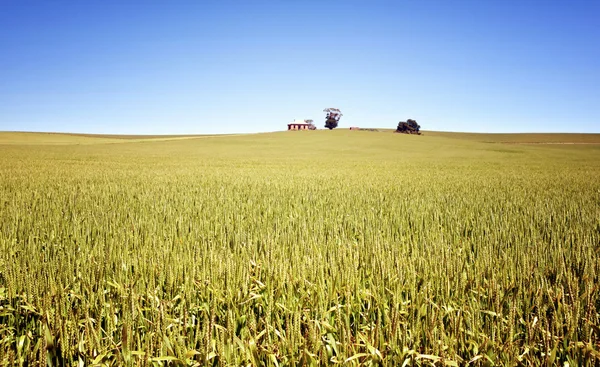 Pole pšenice krajiny — Stock fotografie