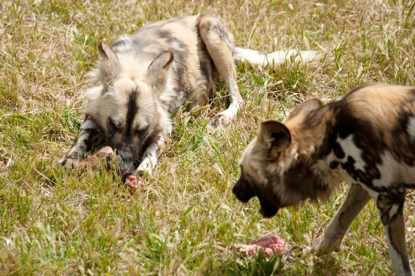 Cape hunting dogs eating meat — Stock Photo, Image
