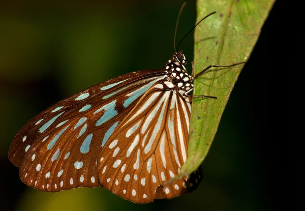 Butterfly in tuin — Stockfoto