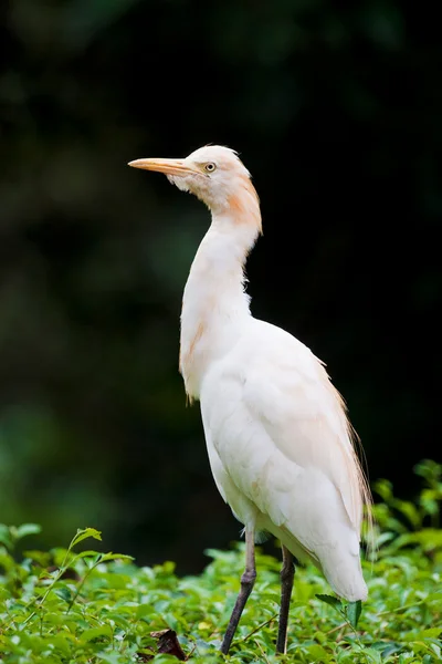 Cattle egret bird on bush — Stock Photo, Image