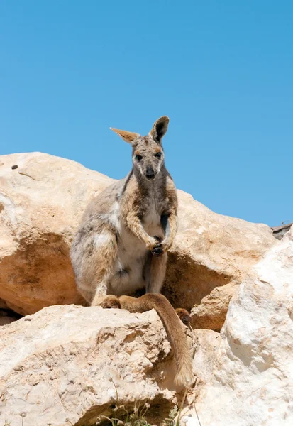 Yellow footed rock wallaby — Stock Photo, Image