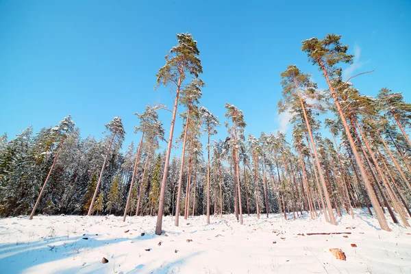 Snowy forest. — Stock Photo, Image