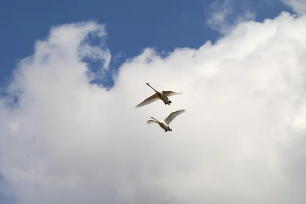 Cisnes voadores . — Fotografia de Stock