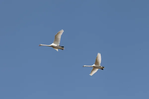 Flying swans. — Stock Photo, Image