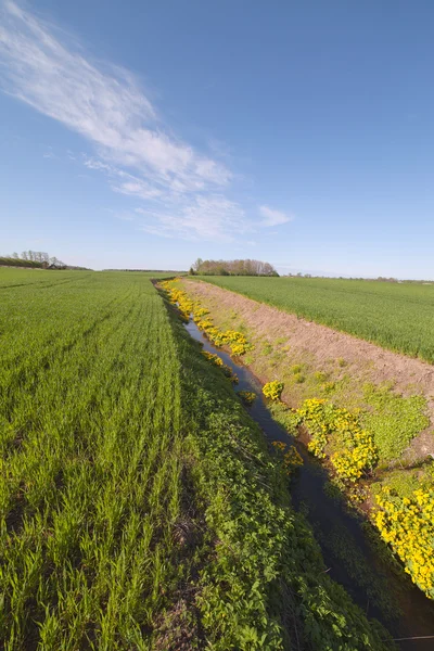 Ditch in green field. — Stock Photo, Image