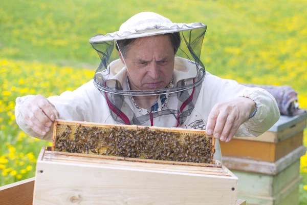 Včelař. — Stock fotografie