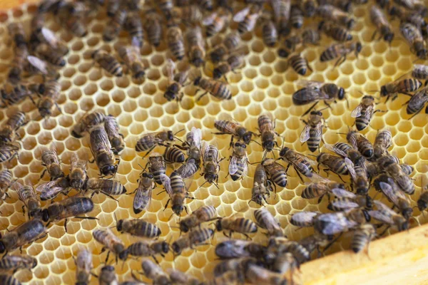 Пчелы в улье . — стоковое фото