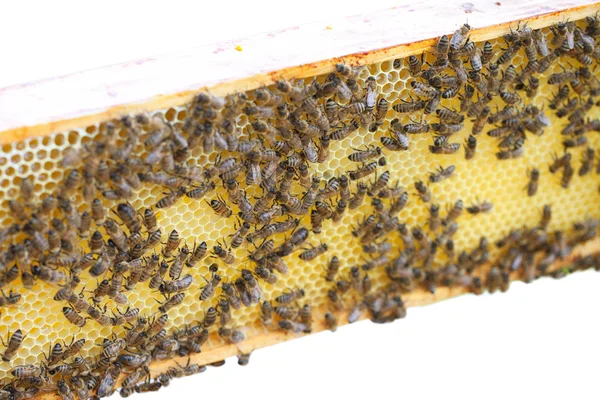 Bees in hive. — Stock Photo, Image