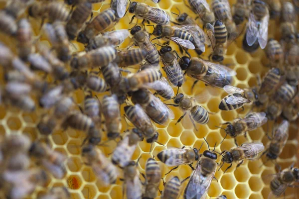 Bees in hive. — Stock Photo, Image