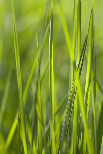 Trawa zielona. — Zdjęcie stockowe
