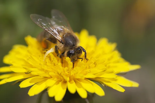 Biene und Löwenzahn. — Stockfoto