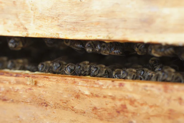 Méhek a kaptárban. — Stock Fotó