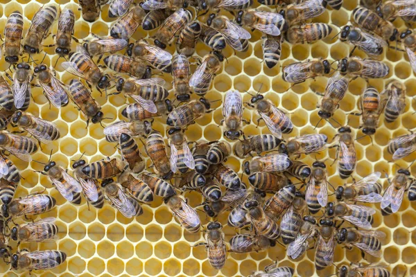Bees on honeycombs. — Stock Photo, Image