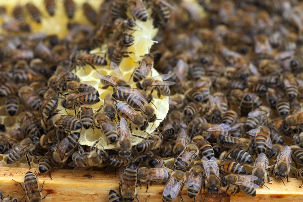 Bijen in de honingraten. — Stockfoto