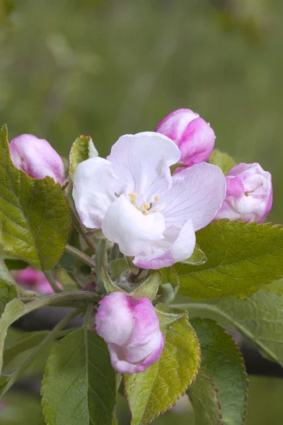 Flor de manzana . —  Fotos de Stock