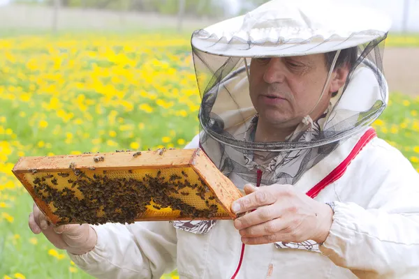 Пчеловод. — стоковое фото