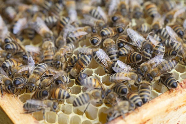 Пчелы на раме . — стоковое фото