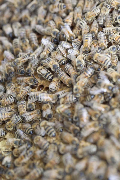 프레임에 꿀벌. — 스톡 사진